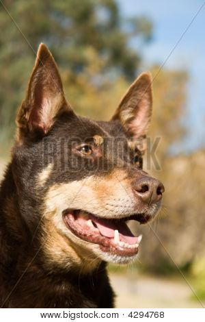 Kelpie portræt