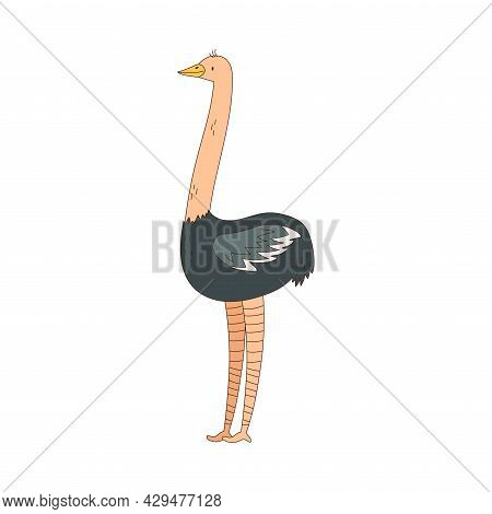 Ostrich With Long Neck As African Animal Vector Illustration