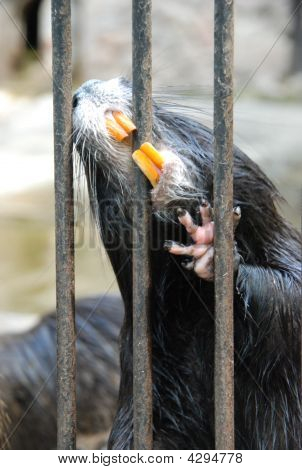 Nutria i Zoo