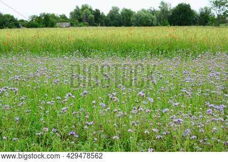A Rural Landscape With A Field Of Blooming Lacy Phacelia, Purple Tansy Or Phacelia Tanacetifolia, A 