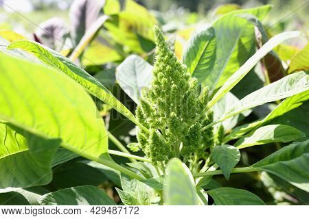 Redroot Pigweed Amaranthus Retroflexus Also Called Red-root Amaranth