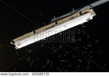 Alates/flying Termites (reproductive Stage Termites) Flying Around Street Light Under The Rain Falls
