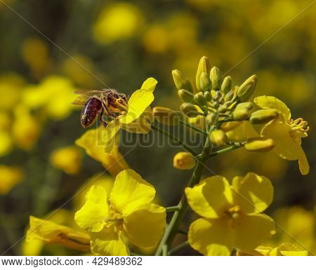 Honey Bee Collecting Dust On Yellow Rapeseed Flower, Bee Flying From Flower To Flower, Nature Landsc