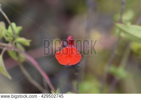 Baby Sage Red Velvet Flowers - Latin Name - Salvia Microphylla Red Velvet