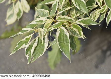 Wedding Cake Tree Leaves - Latin Name - Cornus Controversa Variegata