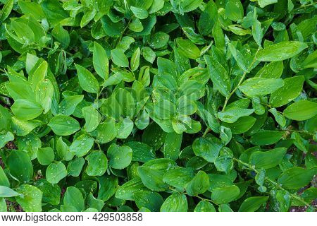 Polygonatum Odoratum, Angular Solomon's Seal Or Scented Solomon's Seal. Medicinal Herb