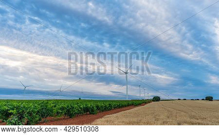 Vast Vineyard, Cereal Field And Winmills Under Cloudy Sky