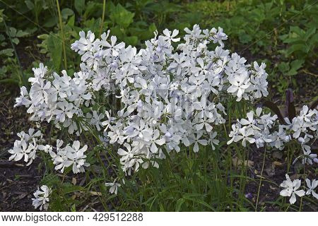 Wild Blue Phlox (phlox Divaricata). Called Woodland Phlox And Wild Sweet William Also.