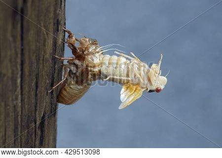 Pharaoh Cicada (magicicada Septendecim). Called 17-year Locust Also.