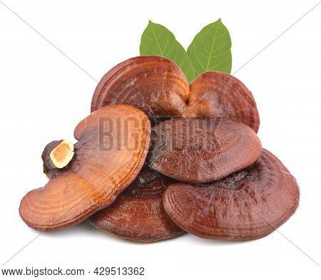 Ganoderma Lucidum Mushroom Isolated On White Background