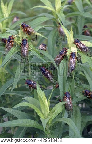 Pharaoh Cicada (magicicada Septendecim). Called 17-year Locust Also.