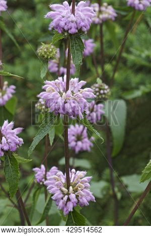 Close-up Image Of Jerusalem Sage (phlomoides Tuberosa).