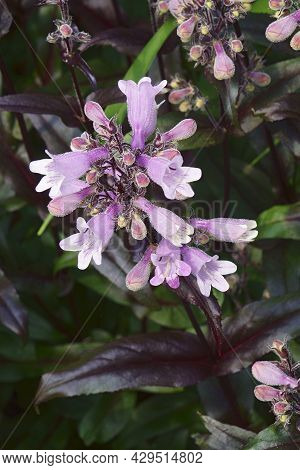 Foxglove Beardtongue (penstemon Digitalis). Called Talus Slote Penstemon And White Beardtongue Also.