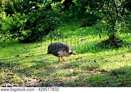 View Of Numida Guineafowl (cheeni Murgi) In Garden