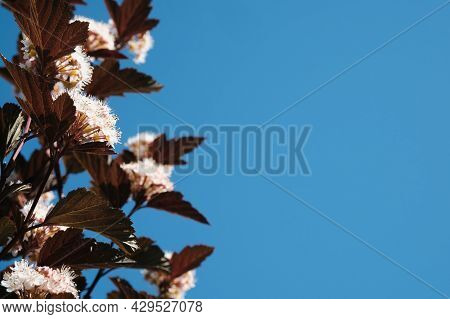 Flowering Branches With White Flowers Against The Blue Sky. Spring Time.pemphigus Viburnum.