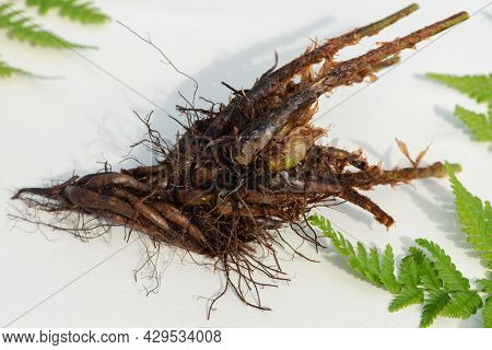 Male Fern Root Close Up On White Background.