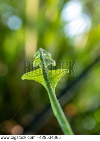 Close-up Freshness Green Leaves Of Oak-leaf Fern On Natural Background