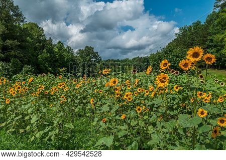 Several Varieties Of Sunflowers Growing Together In A Farm Field In Summertime On A Sunny Day With T