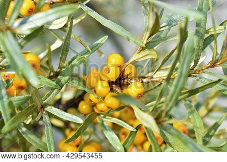 Juicy Sea Buckthorn Berries Elaeagnaceae Hippophae In The Garden