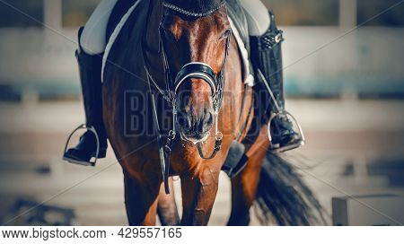 Equestrian Sport. Portrait Sports Stallion In The Double Bridle.the Legs Of The Rider In The Stirrup