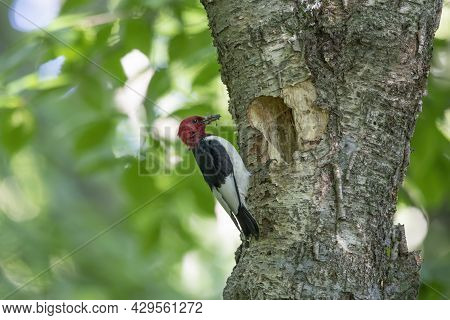 The Red-headed Woodpecker (melanerpes Erythrocephalus)  Bringing Food For Young  Into The Nesting Ca