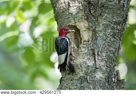 The Red-headed Woodpecker (melanerpes Erythrocephalus)  Bringing Food For Young  Into The Nesting Ca