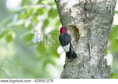 The Red-headed Woodpecker (melanerpes Erythrocephalus)  Bringing Food For Young  Into The Nesting Ca
