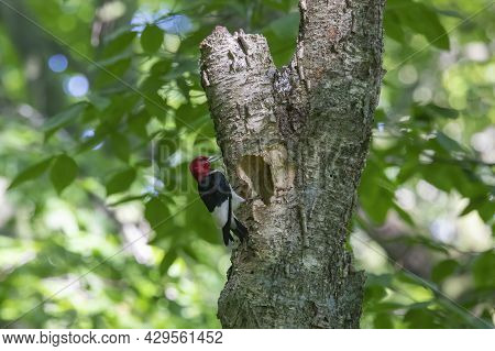 The Red-headed Woodpecker (melanerpes Erythrocephalus)  Bringing Food For Young  Into The Nesting Ca