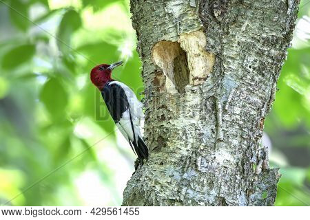 The Red-headed Woodpecker (melanerpes Erythrocephalus)  Bringing Food For Young  Into The Nesting Ca