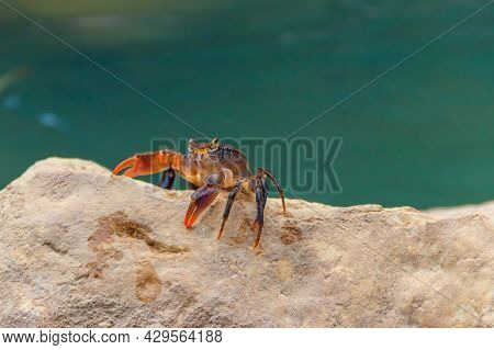 Freshwater River Crab (potamon Ibericum) On Stone Near A Mountain River