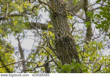 Great Crested Flycatcher (myiarchus Crinitus) During Nesting