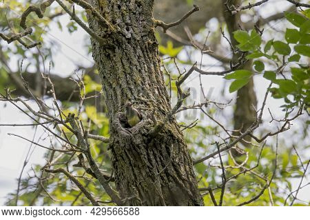 Great Crested Flycatcher (myiarchus Crinitus) During Nesting