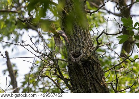 Great Crested Flycatcher (myiarchus Crinitus) During Nesting