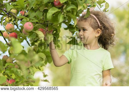 Little Cute Girl Playing In Apple Tree Orchard. Child Picking Apples On Farm In Autumn. Kid Pick Fru