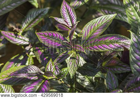 Close Up Top View Of Strobilanthes Auriculatus Dyeriana Persian Shield Tropical Flower.