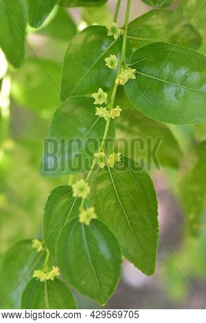 Jojoba Blooming  Tree Flowers