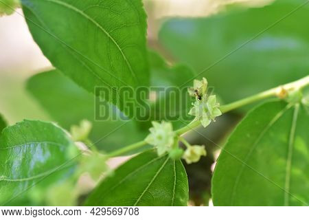 Jojoba Blooming  Tree Flowers