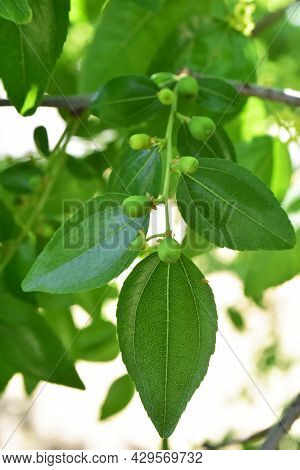 Jojoba Blooming  Tree Flowers