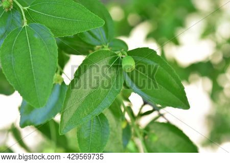 Jojoba Blooming  Tree Flowers