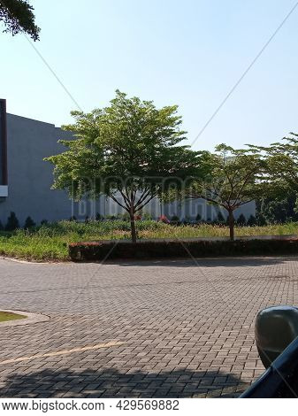Paved Road With Lawn And Tall Trees Planted