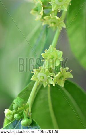 Jojoba Blooming  Tree Flowers