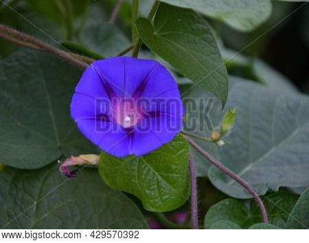Ipomaya Or Bindweed Flower (latin: Ipomoea) – Genus Of Plants In The Family Bindweed (latin. Convolv