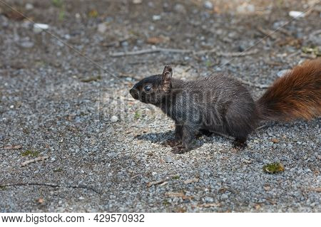 A Black Squirrel With A Red Tail Stands On Gravel. This Animal Is A Melanistic Form Of The Eastern G