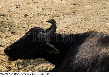 Portrait Of Asiatic Water Buffalo (bubalus Arnee)