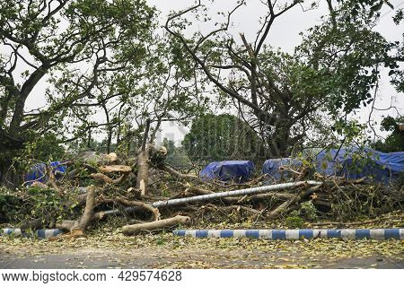 Super Cyclone Amphan Uprooted Tree Which Fell And Blocked Pavement. The Devastation Has Made Many Tr