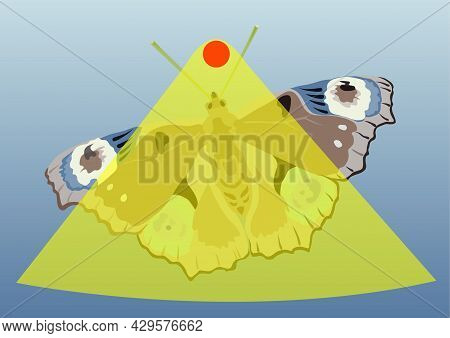 Butterfly Decorated With Flowers, Sketch Vector Graphic