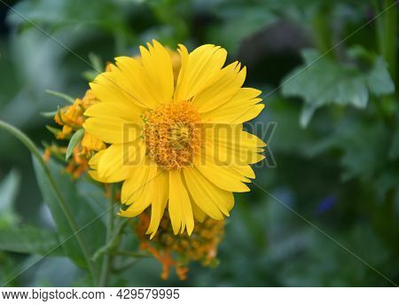 Yellow Flower Heliopsis (latin. Heliopsis)