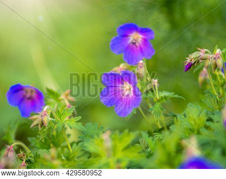 Blue And Purple Flowers Of Geranium Wallichianum. Summer Or Spring Flower Background.