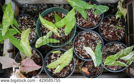 Top View Of Syngonium Podophyllum In Pot At House Garden
