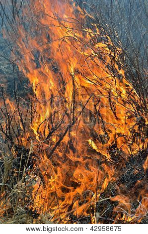 Plamen Brushfire